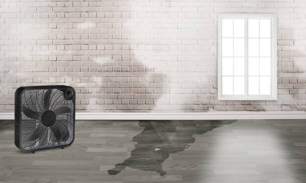 Carpet water damage restoration in Orem, UT