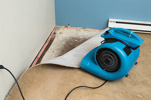Best Mold removal after water damage  in Orem, UT